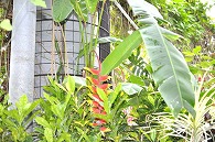 観賞植物