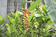 観賞植物