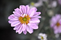 秋明菊