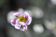 秋明菊