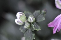 秋明菊
