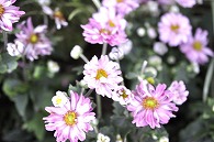 秋明菊