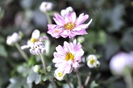 秋明菊