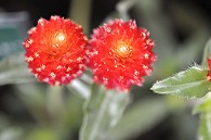 千日紅