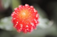 千日紅