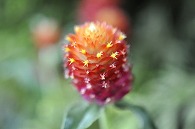 千日紅