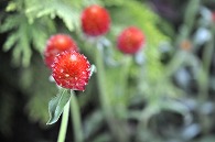 千日紅