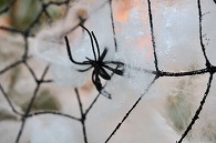 ハロウィン