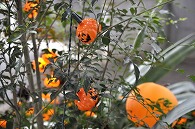 ハロウィン
