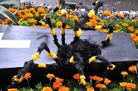 ハロウィン
