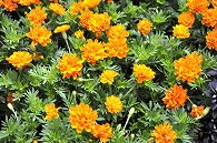 オレンジの花