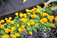 オレンジの花