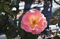 ばら(ベアトリクス)