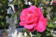 ばら(マリアカラス)