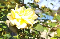 ばら(デザートドリーム)