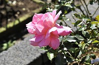 ばら(ディズニーランド ローズ)