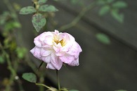 ばら(エールフランス)