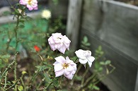 ばら(エールフランス)