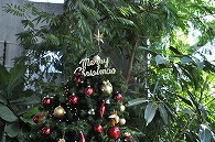 クリスマスツリー