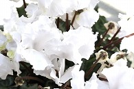 シクラメン(チュチュホワイト)