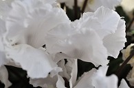 シクラメン(チュチュホワイト)