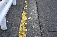 落ち葉
