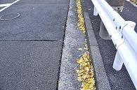 落ち葉
