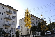 イチョウ