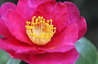 山茶花