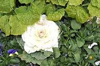 山茶花
