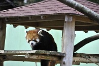 レッサーパンダ