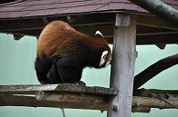 レッサーパンダ
