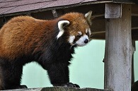 レッサーパンダ