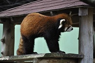 レッサーパンダ