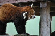 レッサーパンダ