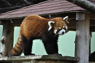 レッサーパンダ