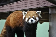 レッサーパンダ