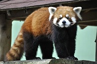 レッサーパンダ
