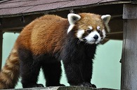 レッサーパンダ