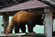 レッサーパンダ