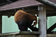 レッサーパンダ