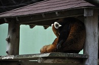 レッサーパンダ
