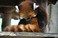 レッサーパンダ