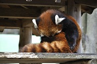 レッサーパンダ