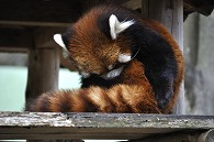 レッサーパンダ