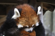 レッサーパンダ