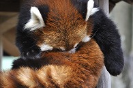 レッサーパンダ