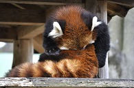 レッサーパンダ