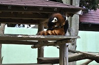 レッサーパンダ