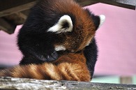 レッサーパンダ
